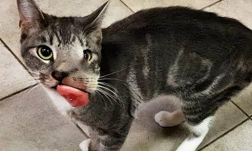 This doomed cat lived the last hours in the shelter.. But a miracle happened. Rescue Cat