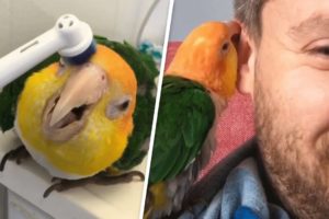 This rescued parrot is obsessed with electric toothbrushes