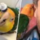 This rescued parrot is obsessed with electric toothbrushes