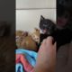Tiny Kittens Hissing
