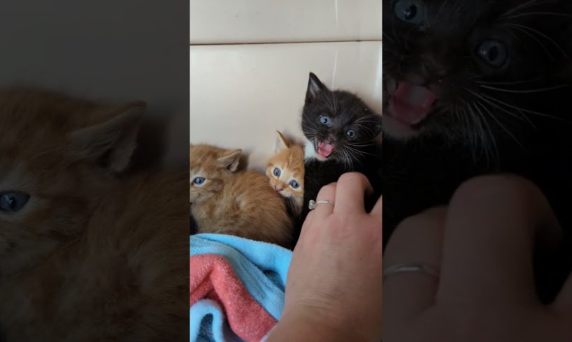 Tiny Kittens Hissing