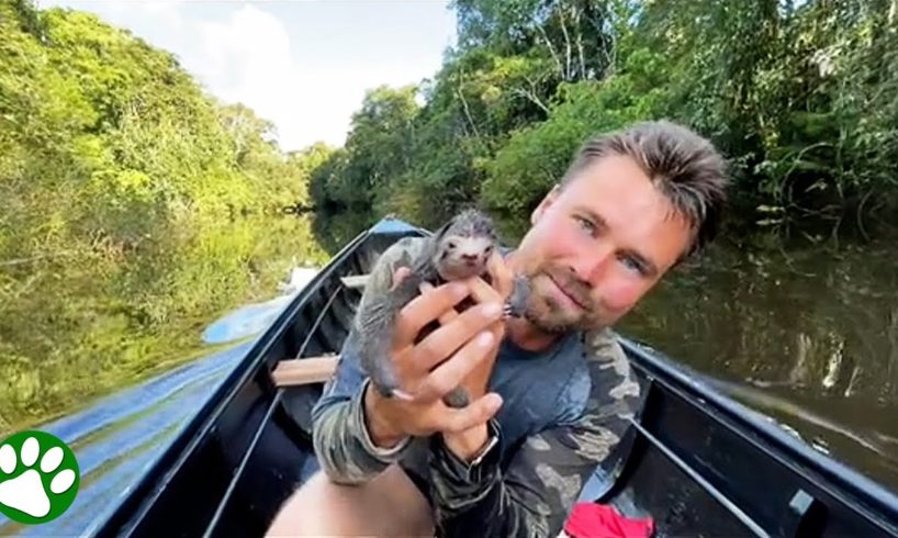 Tiny baby sloth rescued from river