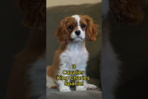 Top 7 Cutest Puppies in the World #shorts