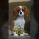 Top 7 Cutest Puppies in the World #shorts