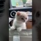 Top Funny Cute Kitten Random Viral Clips😂|| #shortsvideo #amazing #funnycat #reels #trending
