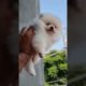 Toy pom Cutest Puppy Video 😍 I have never seen before it 🤫🤫 @PandeyGVlogs #pomeranian