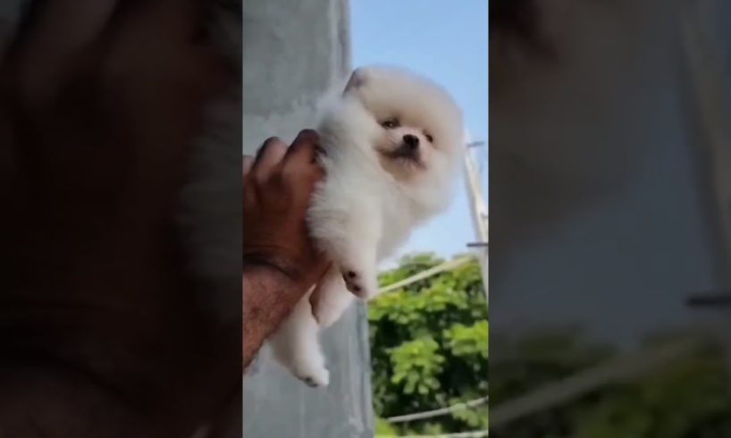 Toy pom Cutest Puppy Video 😍 I have never seen before it 🤫🤫 @PandeyGVlogs #pomeranian