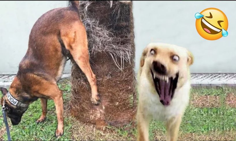 Try Not To Laugh Dogs And Cats 😁 - Best Funniest Animals Video 2023