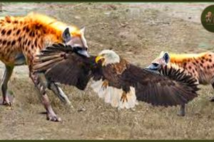 UNEXPECTED! These Merciless Eagles Messed With the Wrong Opponents   I   Animal Fight