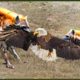 UNEXPECTED! These Merciless Eagles Messed With the Wrong Opponents   I   Animal Fight