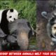 Unbelievable Animal Human Friendships | Emotional Hooman