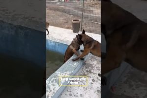 Unbelievable Dog Rescues