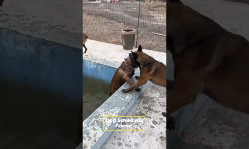 Unbelievable Dog Rescues