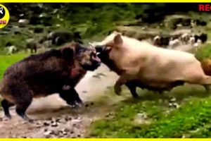 Unexpected Results When Pets Fight Wild Pets  | Animal Fights