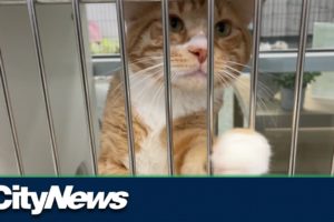 Valleyview pets rescued from wildfire threat tearing through Alberta