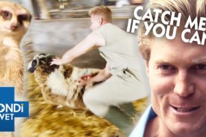 Vet's Hilarious Attempts To Catch Animals 🤪 | Top Five Compilations | Bondi Vet