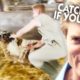 Vet's Hilarious Attempts To Catch Animals 🤪 | Top Five Compilations | Bondi Vet