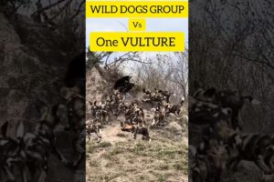 WILD DOGS vs Vulture #wild dogs, #vultures #animals #animal #fight #shorts #animalworld #viral