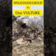 WILD DOGS vs Vulture #wild dogs, #vultures #animals #animal #fight #shorts #animalworld #viral