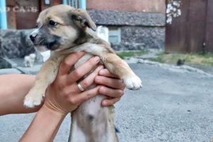 Walking down the street I met a kind dog with cute puppies