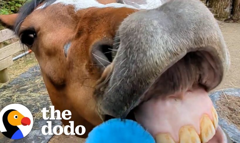 Watch How This Woman Turns Her Aggressive Rescue Horse Into A Cuddlebug | The Dodo