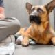 Watch the moment I figure out this German Shepherds name at the shelter 😳