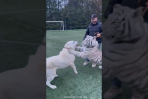 White tiger vs White dog 😳 play fight, fun and love ❤