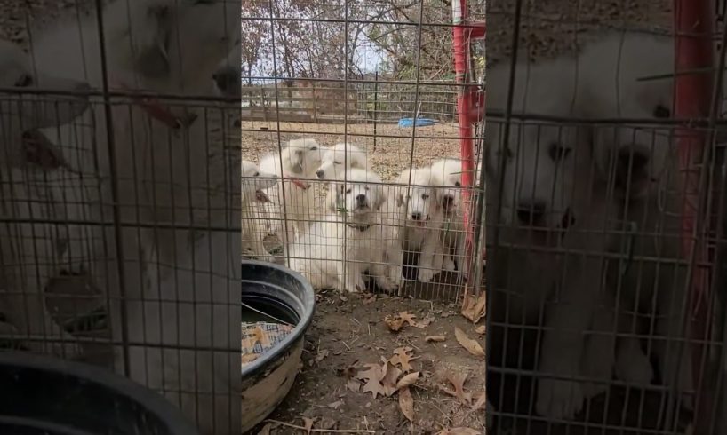 Who growled at me?! #cute #puppies #dogs #animals #farm