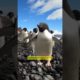 Why do penguins eat stones 😳😱 by @RightMasterFacts  #shorts #viral #shorts