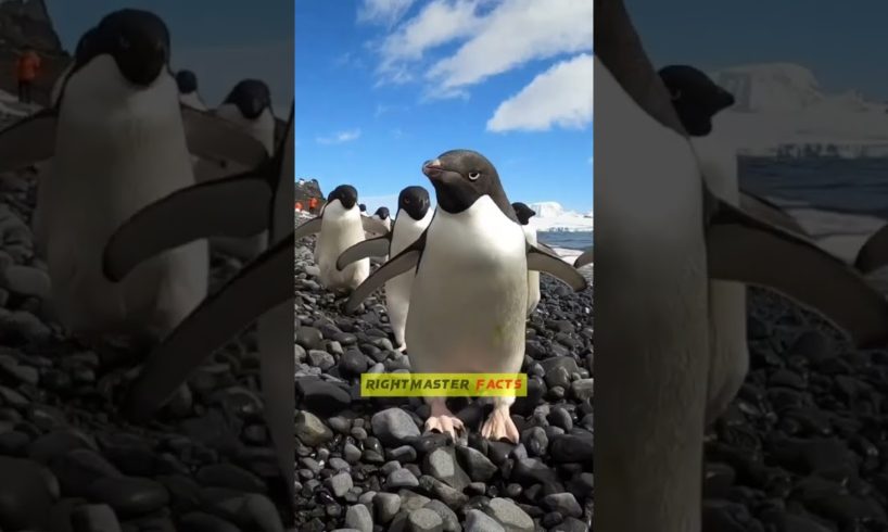 Why do penguins eat stones 😳😱 by @RightMasterFacts  #shorts #viral #shorts