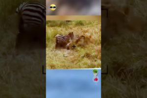 Wild Animal fights Zebra vs lion vs hippo real fight #animals #shortsvideo