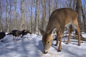 Wild Deer and Turkeys in the Forest - 10 hours - March 8, 2021