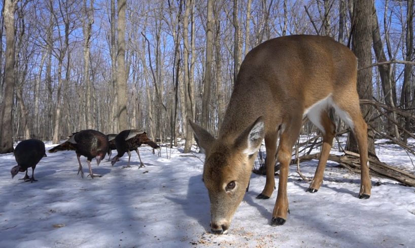 Wild Deer and Turkeys in the Forest - 10 hours - March 8, 2021