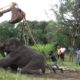 Wildlife officials rush to rescue the injured elephant with the help of a backhoe | Rescue animals
