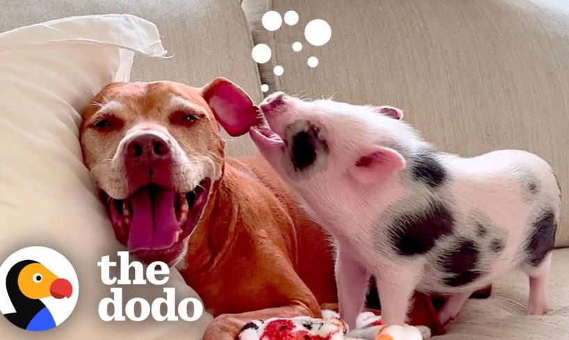 Woman Rescues A Pig From A Pet Store | The Dodo