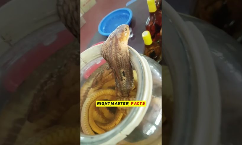 🔥Would You Drink This  Snake Wine😳😱by @RightMasterFacts  #shorts #viral #ytshorts