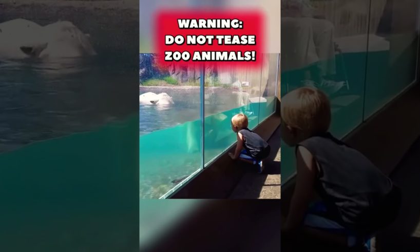 ZOO ANIMALS ATTACK 😱 #zoo