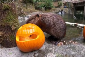 Zoo Animals Enjoy Big Pumpkins