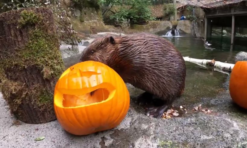 Zoo Animals Enjoy Big Pumpkins