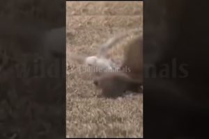 animal fight video20❤️#shorts #short #wildlifeanimal#animal #wildlife #viral