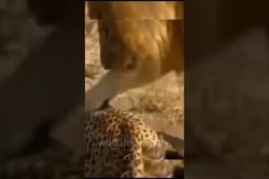 animal fight video23❤️#shorts #short #wildlifeanimal#animal #wildlife #viral #tanding #animals