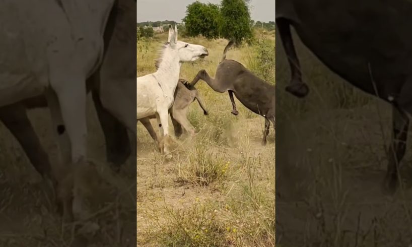 #animals #donkeys #youtubeshorts #shortvideo #jungle #janwar