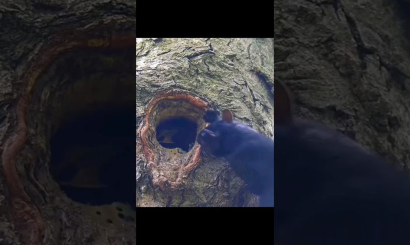 animals fight #shorts #viral #trending #animals