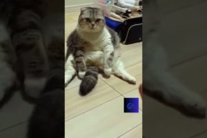 #animals  funny videos #shorts #short #animal #cat #catlover