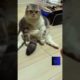 #animals  funny videos #shorts #short #animal #cat #catlover