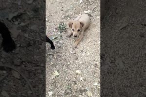 baby dog actions#cute puppies#viral #youtubeshorts