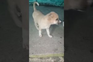 baby dog cute puppies #babydog #puppies
