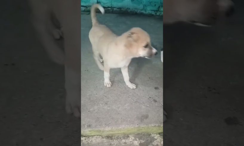 baby dog cute puppies #babydog #puppies