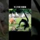 cats #animals fighting video🐈💖💯 #vaerlvideo♥️😾💞