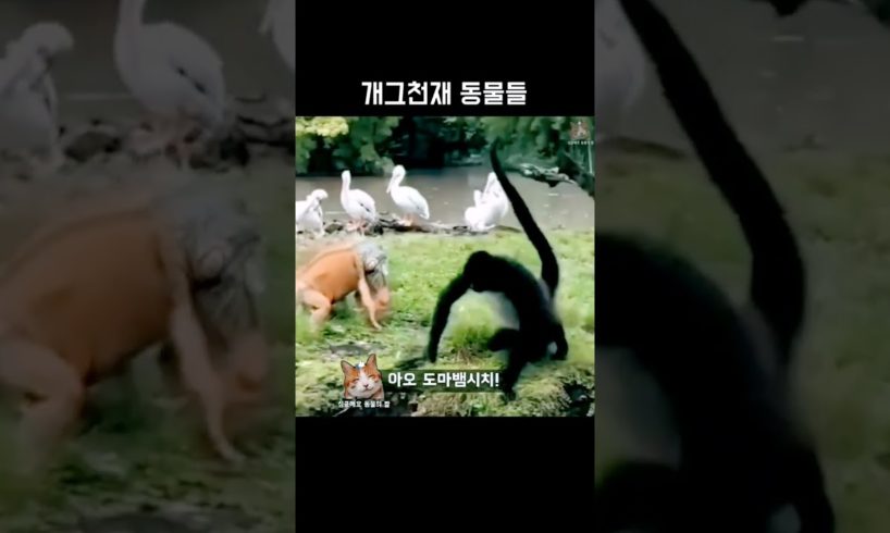 cats #animals fighting video🐈💖💯 #vaerlvideo♥️😾💞